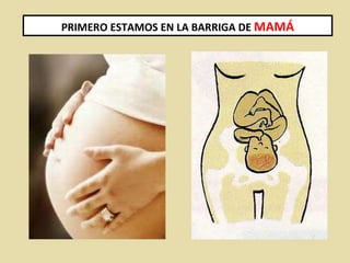 PRIMERO ESTAMOS EN LA BARRIGA DE  MAMÁ 