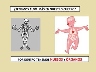 ¿TENEMOS ALGO  MÁS EN NUESTRO CUERPO? POR DENTRO TENEMOS  HUESOS  Y  ÓRGANOS 