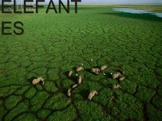 ELEFANT
ES
 