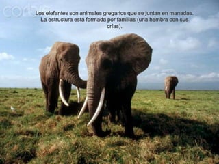 Los elefantes son animales gregarios que se juntan en manadas.
  La estructura está formada por familias (una hembra con sus
                             crías).
 