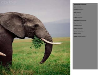 Taxonomía de los elefantes

Reino: Animalia

Subreino: Eumetazoa

Rama: Bilateria

Filo: Chordata

Subfilo: Vertebrata

Superclase: Gnathostomata

Clase: Mammalia

Subclase: Eutheria

Orden: Proboscidea

Familia: Elephantidae

Género: Elephas

Especie: Elephas maximus
 