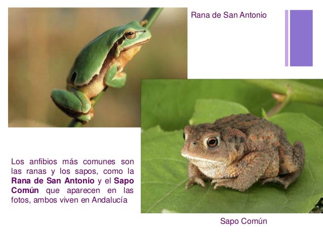 Tiburon Es Carnivoro Herbivoro O Omnivoro