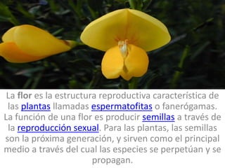 La flor es la estructura reproductiva característica de
las plantas llamadas espermatofitas o fanerógamas.
La función de una flor es producir semillas a través de
la reproducción sexual. Para las plantas, las semillas
son la próxima generación, y sirven como el principal
medio a través del cual las especies se perpetúan y se
propagan.
 