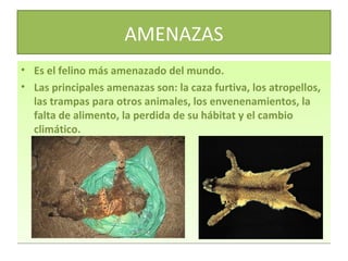 AMENAZAS
• Es el felino más amenazado del mundo.
• Las principales amenazas son: la caza furtiva, los atropellos,
las trampas para otros animales, los envenenamientos, la
falta de alimento, la perdida de su hábitat y el cambio
climático.

 