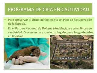 PROGRAMA DE CRÍA EN CAUTIVIDAD
• Para conservar el Lince Ibérico, existe un Plan de Recuperación
de la Especie.
• En el Parque Nacional de Doñana (Andalucía) se crían linces en
cautividad. Crecen en un espacio protegido, para luego dejarlos
en libertad.

 
