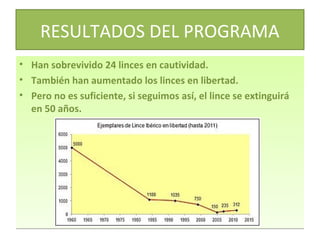 RESULTADOS DEL PROGRAMA
•
•
•

Han sobrevivido 24 linces en cautividad.
También han aumentado los linces en libertad.
Pero no es suficiente, si seguimos así, el lince se extinguirá
en 50 años.

 