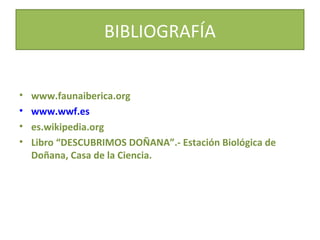 BIBLIOGRAFÍA
•
•
•
•

www.faunaiberica.org
www.wwf.es
es.wikipedia.org
Libro “DESCUBRIMOS DOÑANA”.- Estación Biológica de
Doñana, Casa de la Ciencia.

 