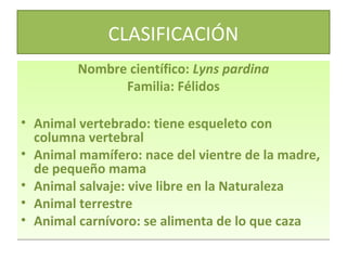 CLASIFICACIÓN
Nombre científico: Lyns pardina
Familia: Félidos
• Animal vertebrado: tiene esqueleto con
columna vertebral
• Animal mamífero: nace del vientre de la madre,
de pequeño mama
• Animal salvaje: vive libre en la Naturaleza
• Animal terrestre
• Animal carnívoro: se alimenta de lo que caza

 