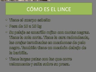CÓMO ES EL LINCE

 