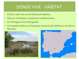 DÓNDE VIVE - HÁBITAT
•
•
•
•

El lince sólo vive en la Península Ibérica.
Vive en el bosque y matorral mediterráneo.
En Portugal se ha extinguido.
En España habita en el parque nacional de Doñana y en Sierra
Morena

 