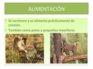 ALIMENTACIÓN
• Es carnívoro y se alimenta prácticamente de
conejos.
• También come patos y pequeños mamíferos

 