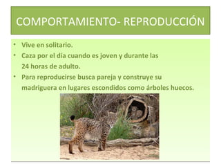 COMPORTAMIENTO- REPRODUCCIÓN
• Vive en solitario.
• Caza por el día cuando es joven y durante las
24 horas de adulto.
• Para reproducirse busca pareja y construye su
madriguera en lugares escondidos como árboles huecos.

 