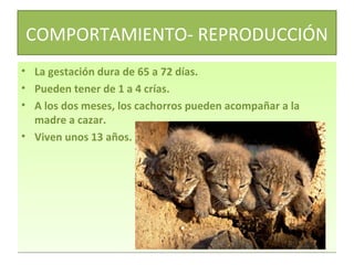 COMPORTAMIENTO- REPRODUCCIÓN
•
•
•

La gestación dura de 65 a 72 días.
Pueden tener de 1 a 4 crías.
A los dos meses, los cachorros pueden acompañar a la
madre a cazar.
• Viven unos 13 años.

 