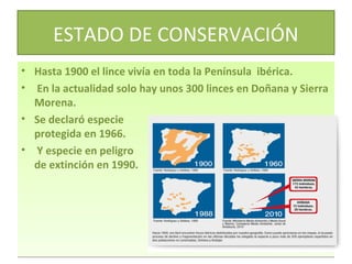 ESTADO DE CONSERVACIÓN
• Hasta 1900 el lince vivía en toda la Península ibérica.
• En la actualidad solo hay unos 300 linces en Doñana y Sierra
Morena.
• Se declaró especie
protegida en 1966.
• Y especie en peligro
de extinción en 1990.

 