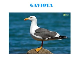 GAVIOTA

 
