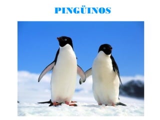 PINGÜINOS

 