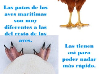 Las patas de las
aves marítimas
son muy
diferentes a las
del resto de las
aves.

Las tienen
así para
poder nadar
más rápido.

 