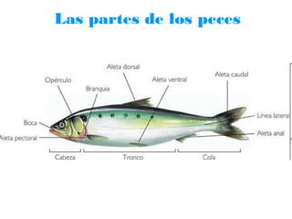 Las partes de los peces

 