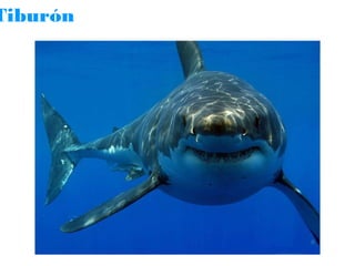 Tiburón

 