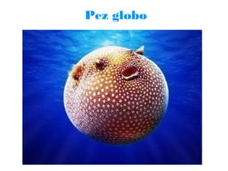 Pez globo

 