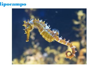 Hipocampo

 