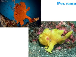 Pez rana

 