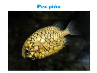 Pez piña

 