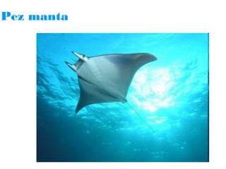 Pez manta

 