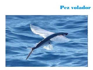 Pez volador

 