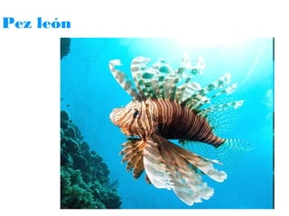 Pez león

 