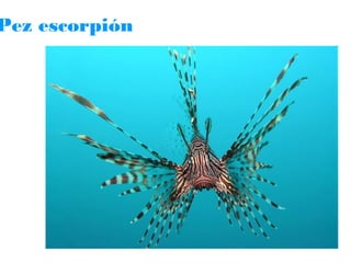 Pez escorpión

 