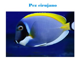 Pez cirujano

 