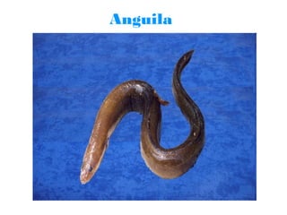 Anguila

 
