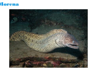 Morena

 