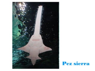 Pez sierra

 