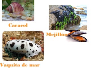 Caracol

Vaquita de mar

Mejillón

 