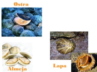 Ostra

Almeja

Lapa

 