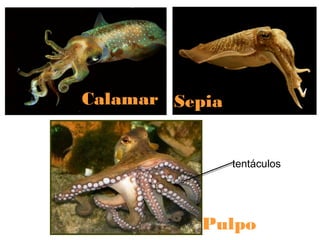 Calamar Sepia

tentáculos

Pulpo

 