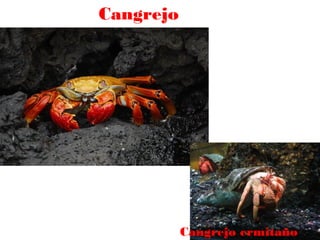 Cangrejo

Cangrejo ermitaño

 