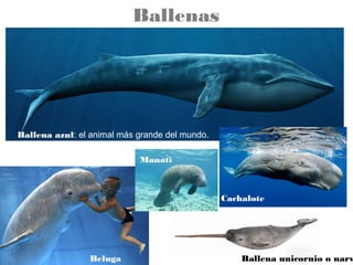 Ballenas

Ballena azul: el animal más grande del mundo.
Manatí

Cachalote

Beluga

Ballena unicornio o narv

 