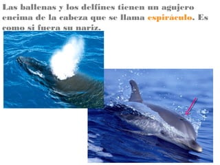 Las ballenas y los delfines tienen un agujero
encima de la cabeza que se llama espiráculo. Es
como si fuera su nariz.

 