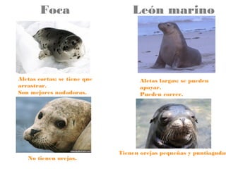 Foca

León marino

Aletas cortas: se tiene que
arrastrar.
Son mejores nadadoras.
Son mas pequeñas

Aletas largas: se pueden
apoyar.
Pueden correr.
Son mas grandes

No tienen orejas.

Tienen orejas pequeñas y puntiagudas

 