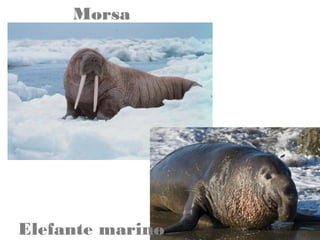 Morsa

Elefante marino

 
