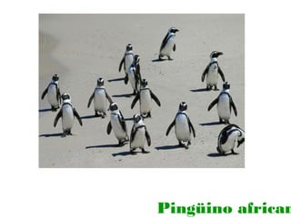 Pingüino african

 