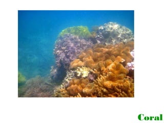 Coral

 