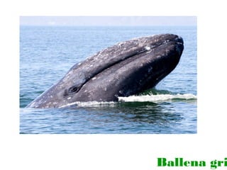 Ballena gri

 