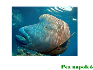 Pez napoleón

 