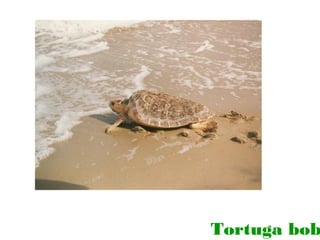 Tortuga bob

 