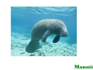 Manatí

 