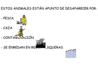 ESTOS ANIMALES ESTÁN APUNTO DE DESAPARECER POR:
- PESCA
- CAZA
- CONTAMINACIÓN
- SE ENREDAN EN REDES PESQUERAS

 